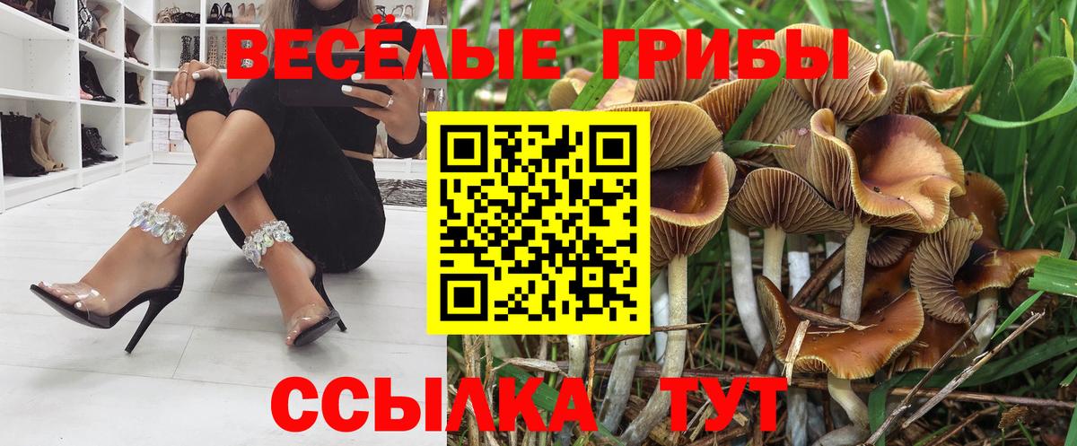Псилоцибиновые грибы Cubensis Тосно